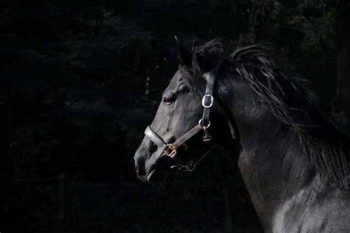 Can horses see in the dark better than humans?