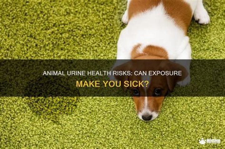 Can human urine in carpet make you sick?