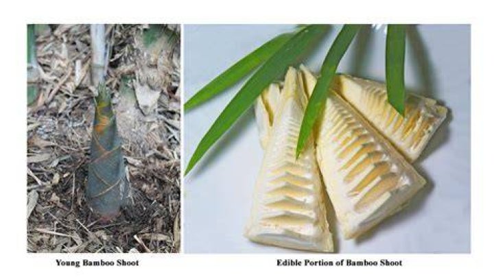 Can humans eat bamboo shoots?