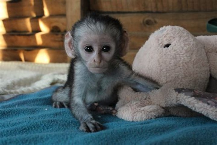 Can I adopt a monkey?