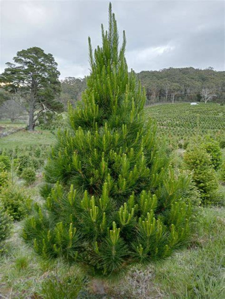 Can I cut a pine tree in half?