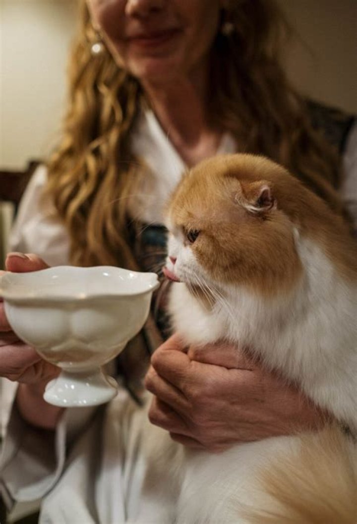 Can I give my cat Gatorade?