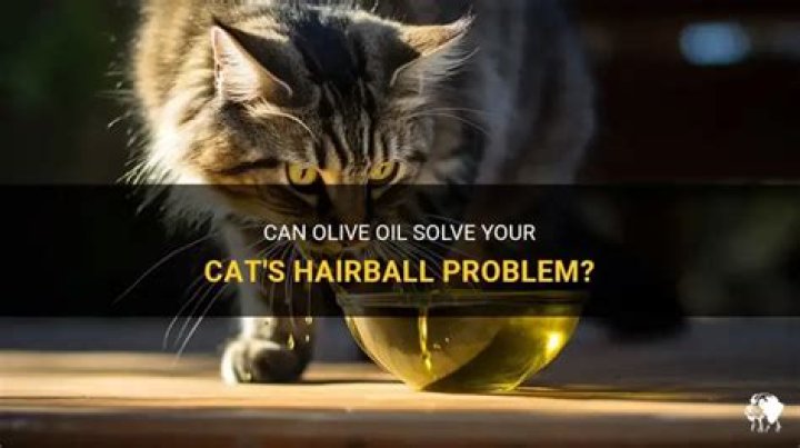 Can I give my cat olive oil for hairballs?