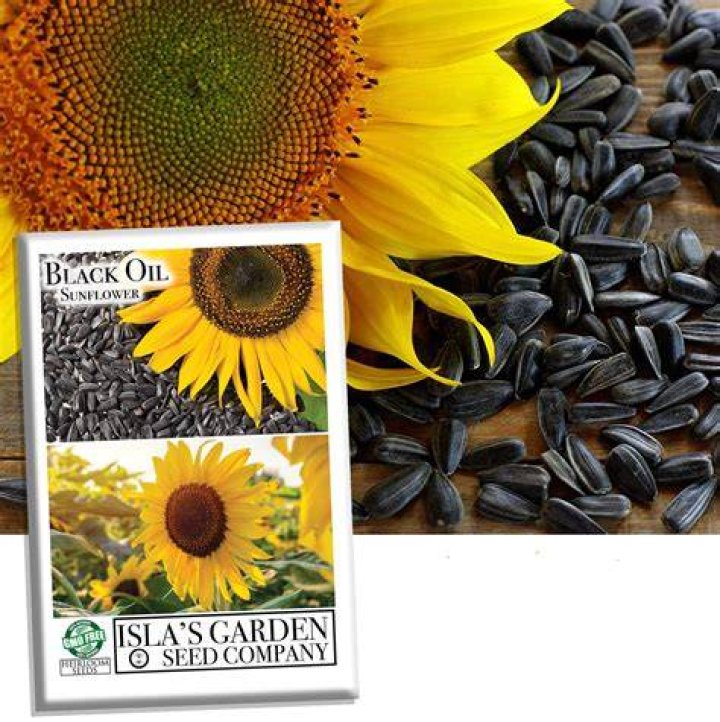 Can I grow black oil sunflower seeds?