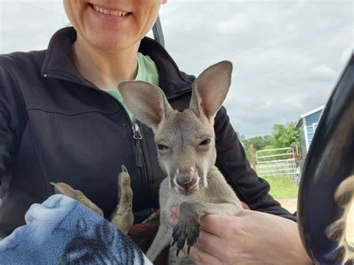 Can I keep kangaroos as pets?