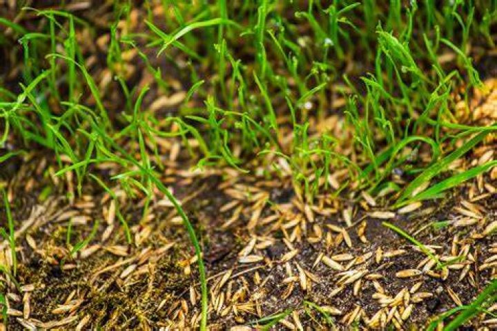 Can I overseed over moss?
