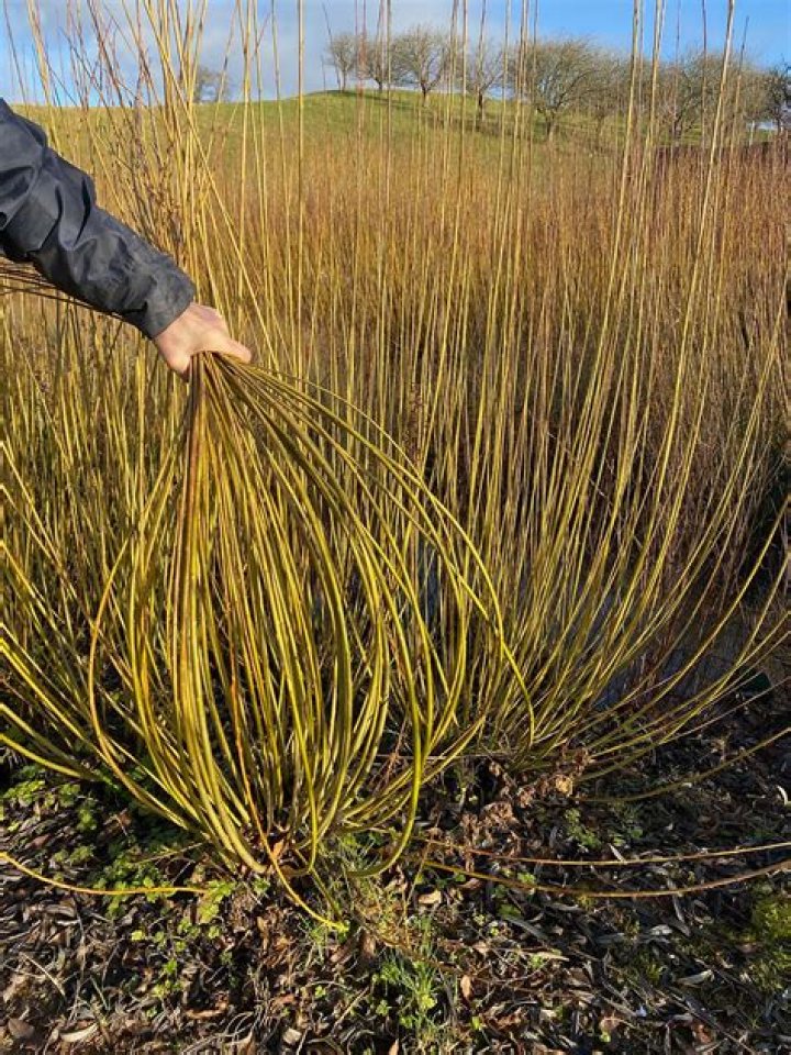 Can I plant willow cuttings in September?