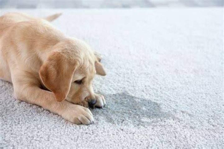 Can I put baking soda on wet carpet?