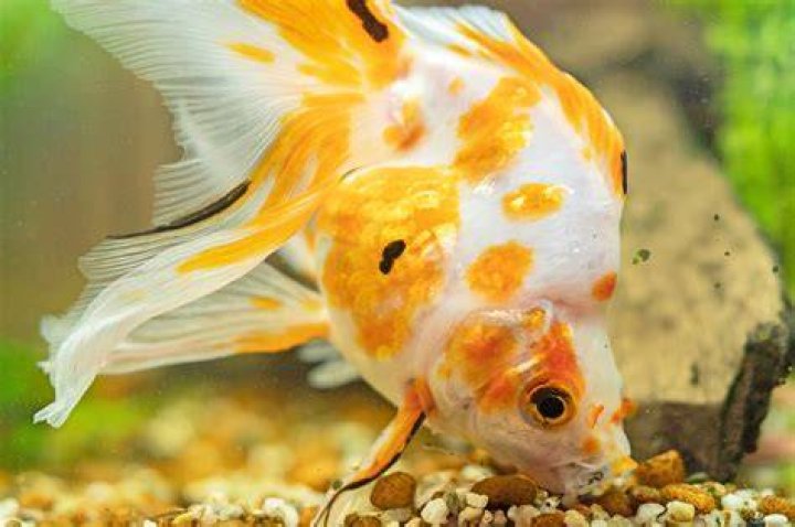Can I touch a goldfish?