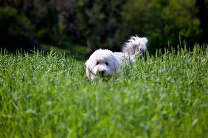 Can I treat my dog for worms without going to the vet?