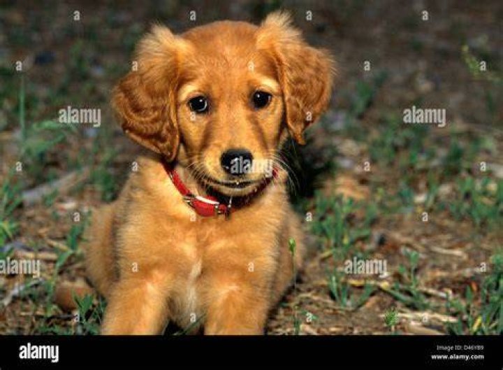 Can I walk my 2 month old puppy?