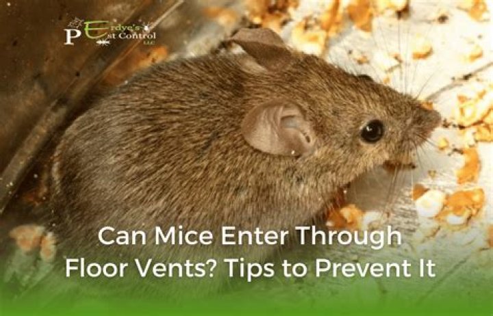 Can mice come up through floor vents?