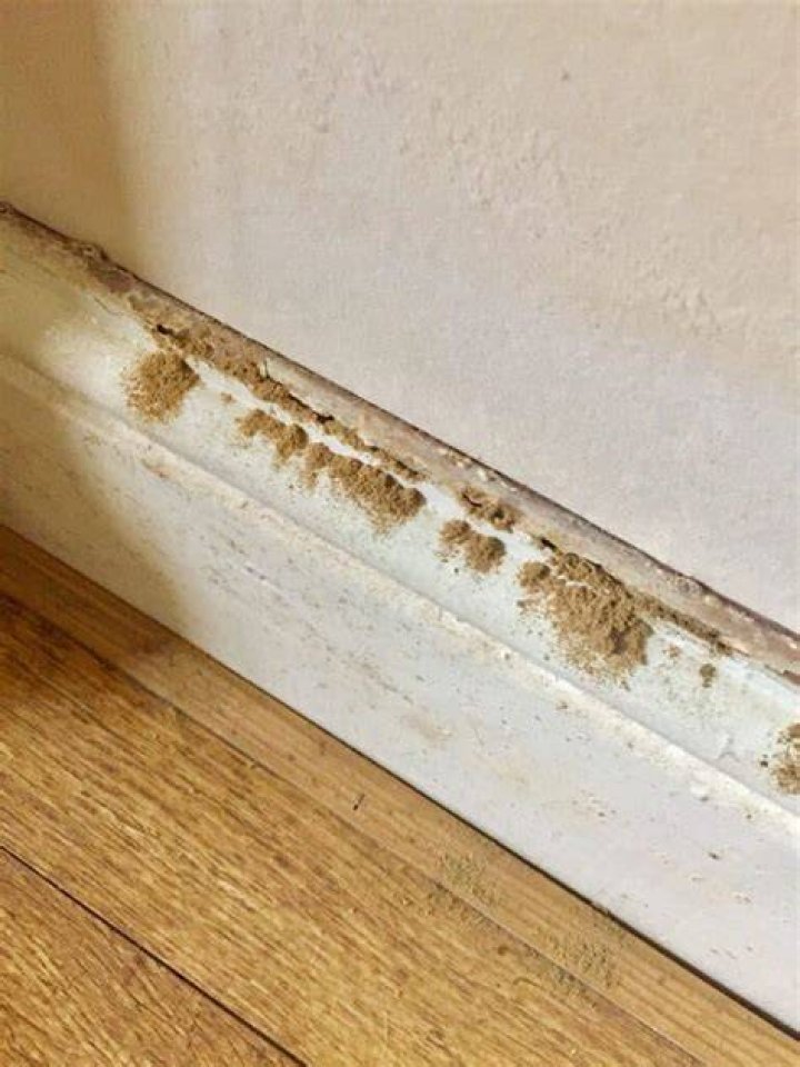 Can mice get through baseboards?