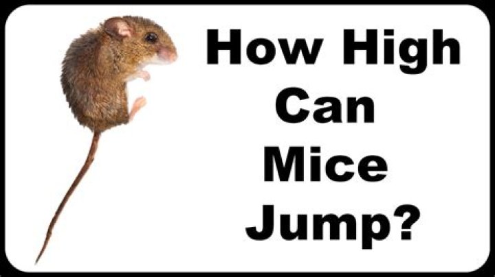 Can mice jump?