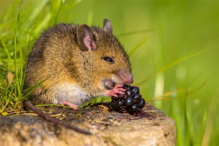 Can mouse eat onions?