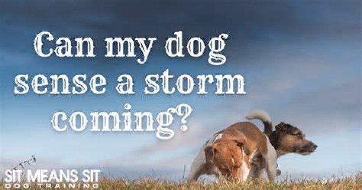 Can my dog sense my mental illness?