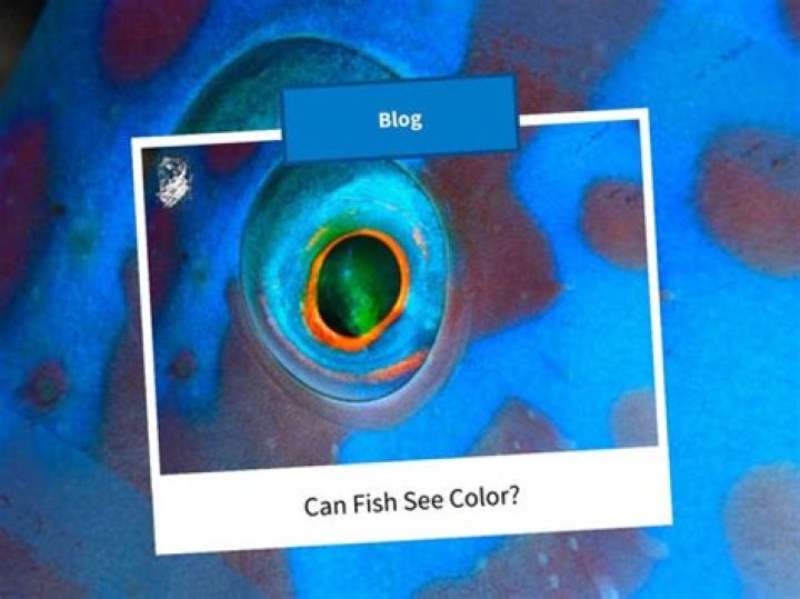 Can my fish see me?