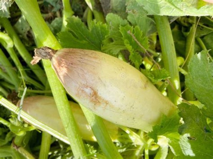 Can old zucchini make you sick?