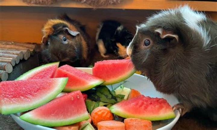 Can pigs eat fruit pits?
