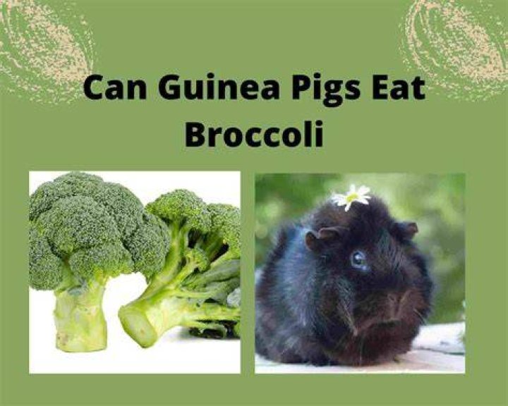 Can pigs eat raw broccoli?