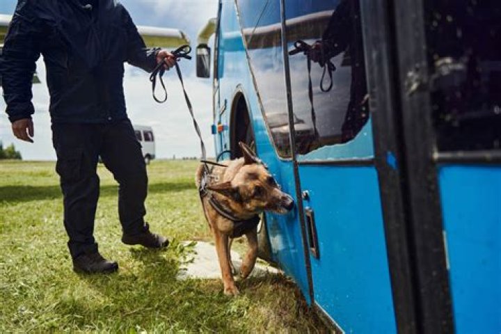 Can police dogs smell pills?