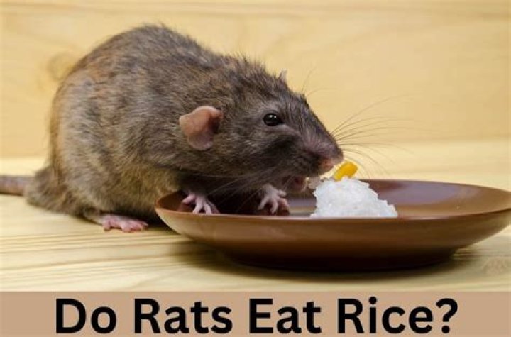 Can rats have uncooked rice?