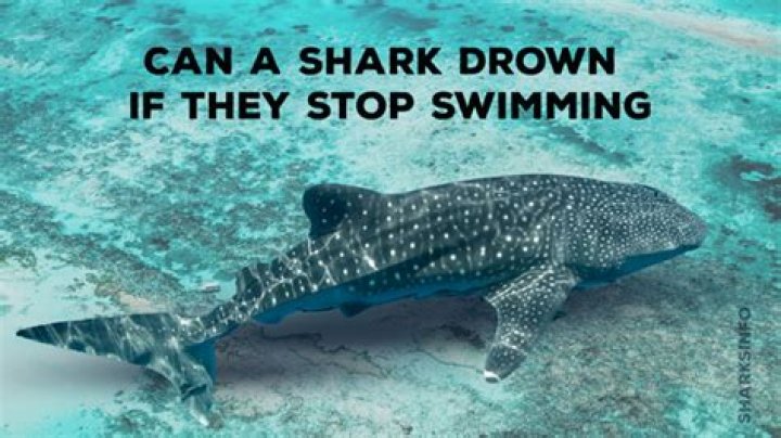 Can sharks drown?