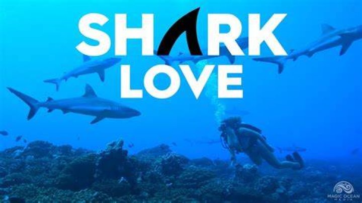 Can sharks feel love?