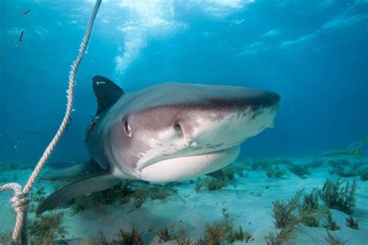 Can sharks sneeze?
