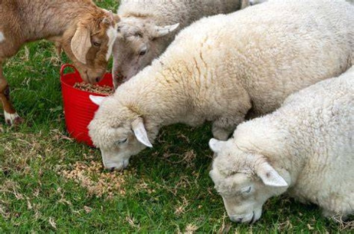 Can sheep hear?