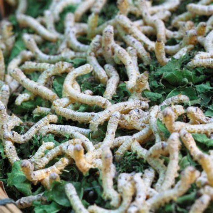 Can silkworms feel pain?