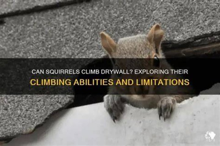 Can squirrels climb drywall?