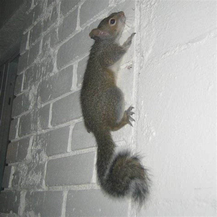 Can squirrels climb up walls?