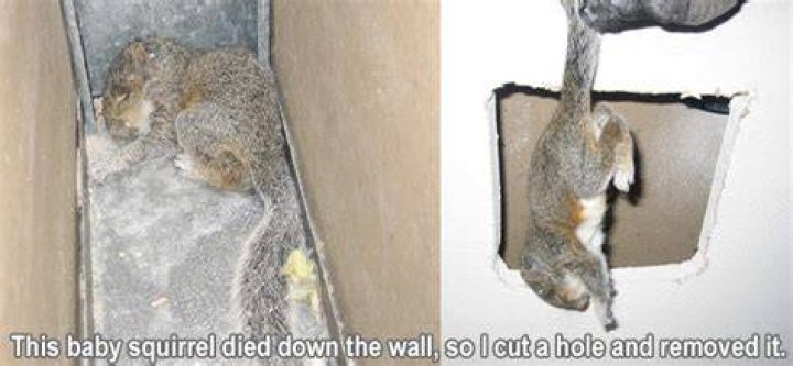 Can squirrels get stuck in walls?