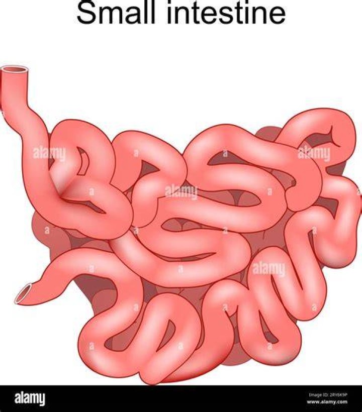 Can the small intestine regrow?