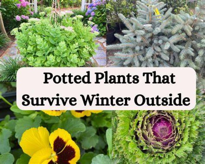 Can tilapia survive winter?