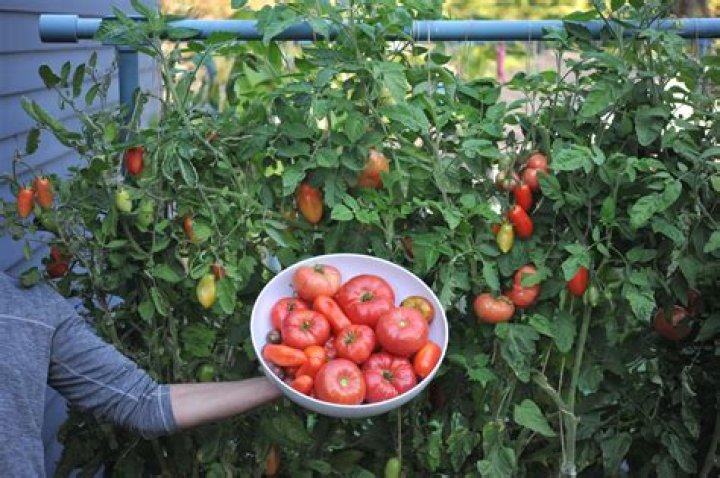 Can tomatoes grow on Mars?