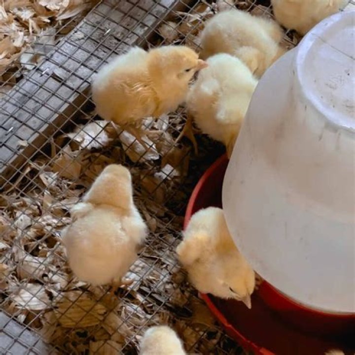 Can too much apple cider vinegar hurt chickens?