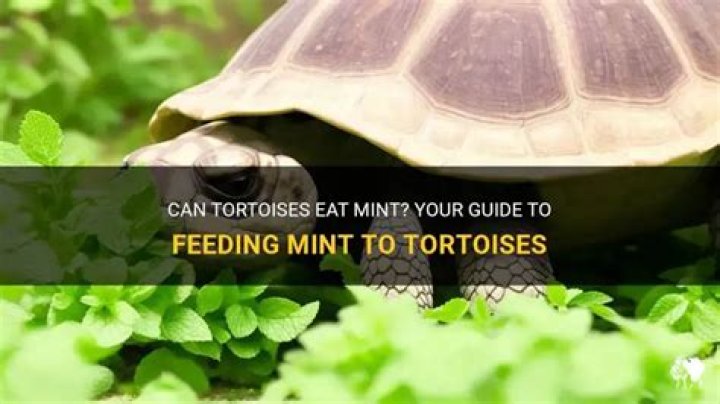 Can tortoise eat mint?