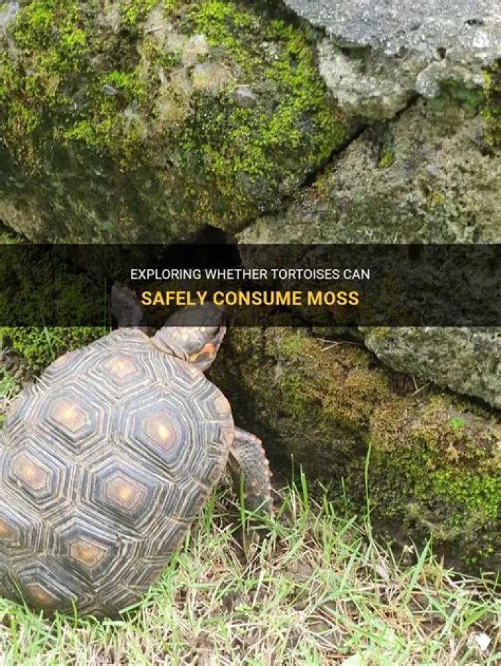 Can tortoise eat moss?