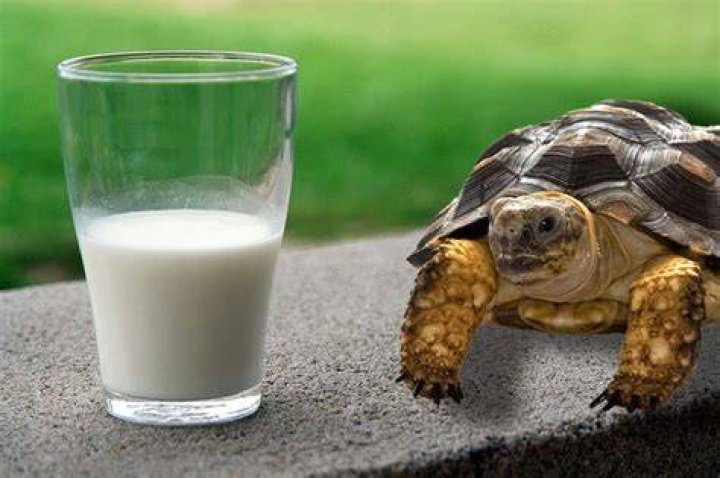 Can tortoises drink milk?
