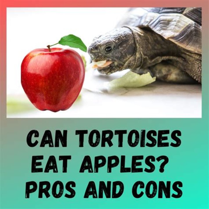 Can tortoises eat apples?