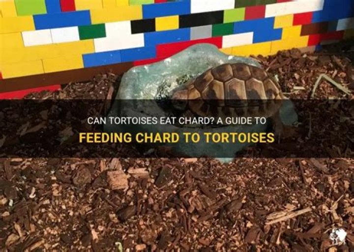 Can tortoises eat chard?