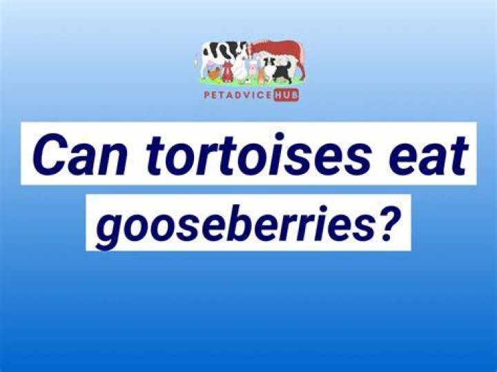 Can tortoises eat gooseberries?