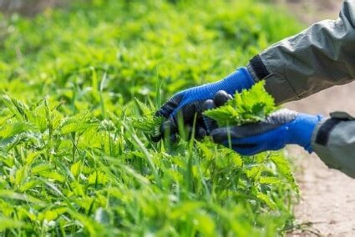 Can tortoises eat stinging nettles?