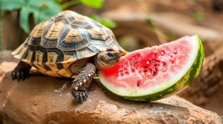 Can tortoises eat watermelon?