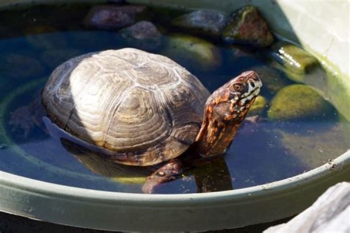Can turtles not flip themselves?