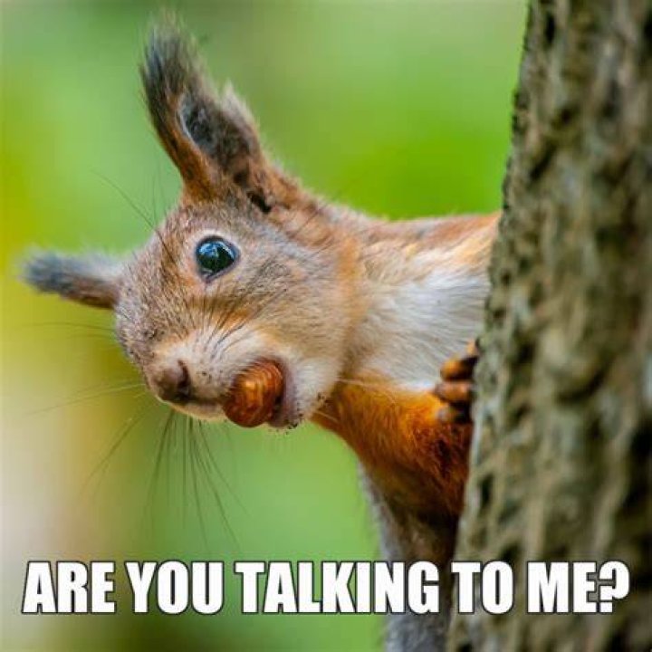 Can we touch a squirrel?