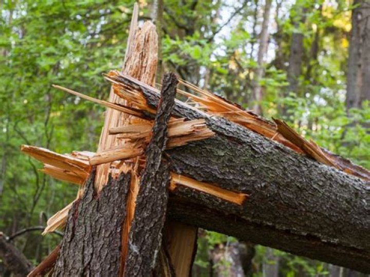 Can you break tree branches in golf?