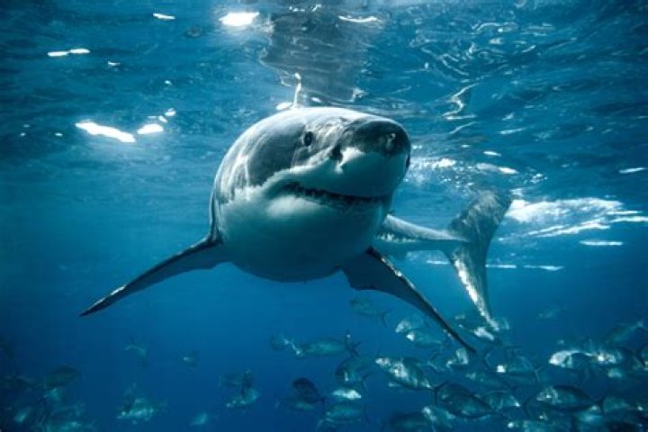 Can you buy a shark?